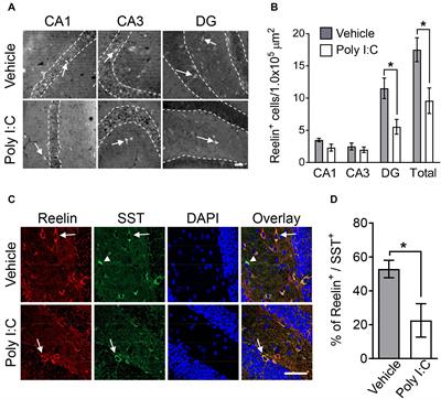 Reelin Supplementation Into the Hippocampus Rescues Abnormal Behavior in a Mouse Model of Neurodevelopmental Disorders